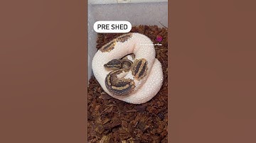 Pre Shed VS Post Shed #ballpython #reptiles #pets #snake #shorts #viral #wildlife #fyp