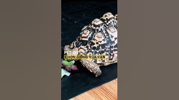 Chọn giống rùa cạn - Theo dõi Pet oii để khám phá những điều thú vị về thế giới thú cưng