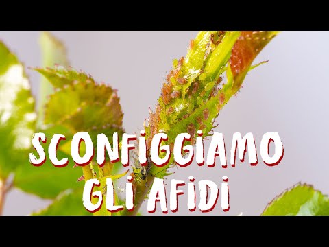 Video: Uso corretto dei pesticidi - Come utilizzare i pesticidi in modo sicuro ed efficace