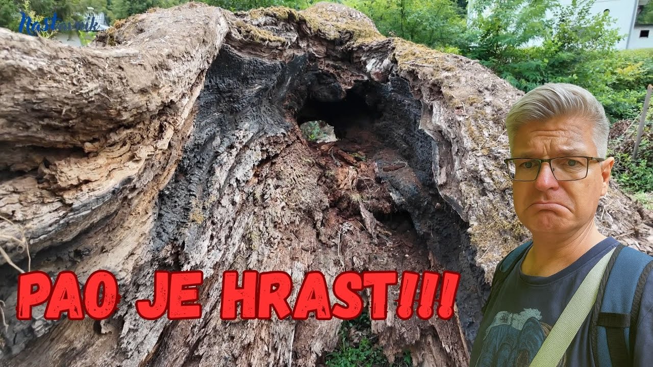 Srušili su stari hrast