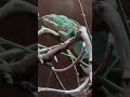 Never knew it can move its eyes in all direction