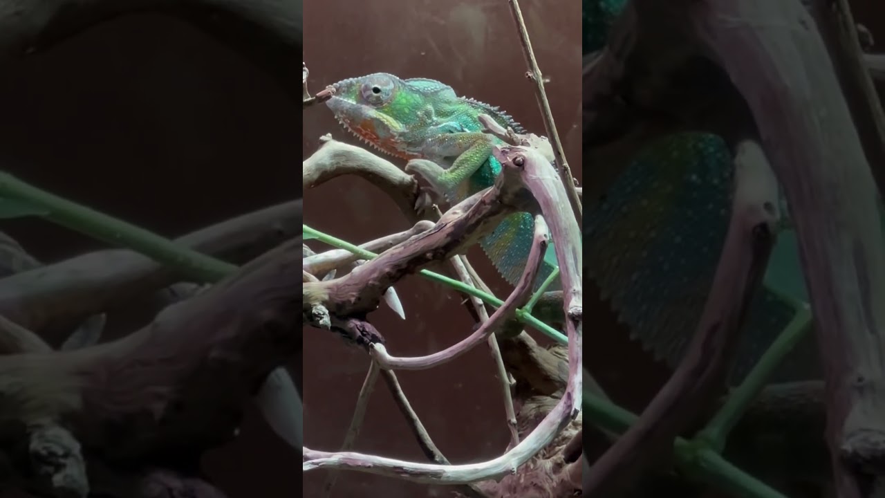 Never knew it can move its eyes in all direction
