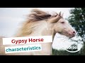 Gypsy horse | characteristics, origin & disciplines