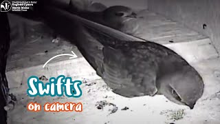 Swifts Inside A Swift Brick, Chirk