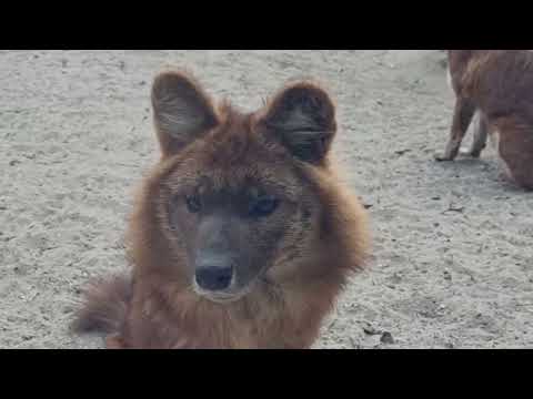 A group of dhole and their enclosure
