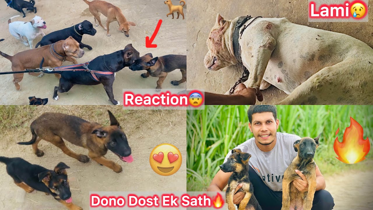 Chintu Or Uska Chote Dost Ko Ek Sath Le Gye😍|| Chota Packet Vs Chota Chintu😨 Lami Ko Kya Hua😢
