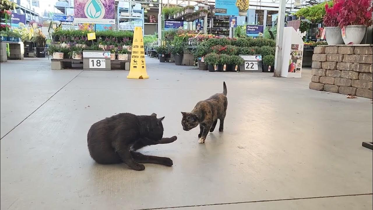 The Tough Cats of LOWES YouTube
