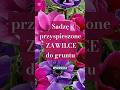 Zawilce wieńcowe - śliczne kwiaty. Lubią wzrastać w chłodzie, są odporne na chłody wiosny #anemon