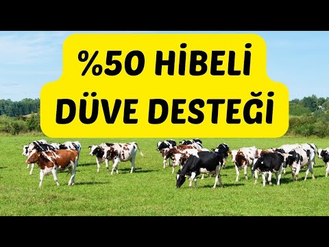 %50 Hibeli düve desteği başvuruları başladı