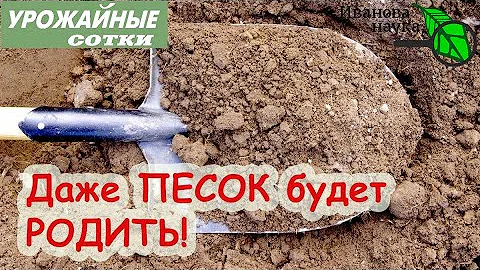 БЛАГОРОДИЕ ПЕСЧАНЫХ ПОЧВ! Превращаем песок в плодородную почву! Сюрприз в конце выпуска!
