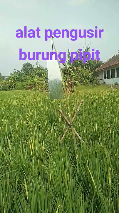 alat pengusir burung pipit di sawah menggunakan seng tiang bambu cukup modal murah dan praktis