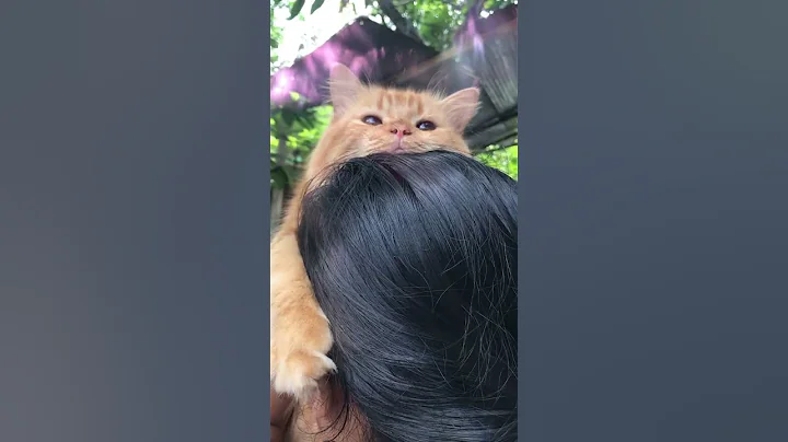 Video 2644431: persian cats catlover, sleepy persian cat, ginger persian cat