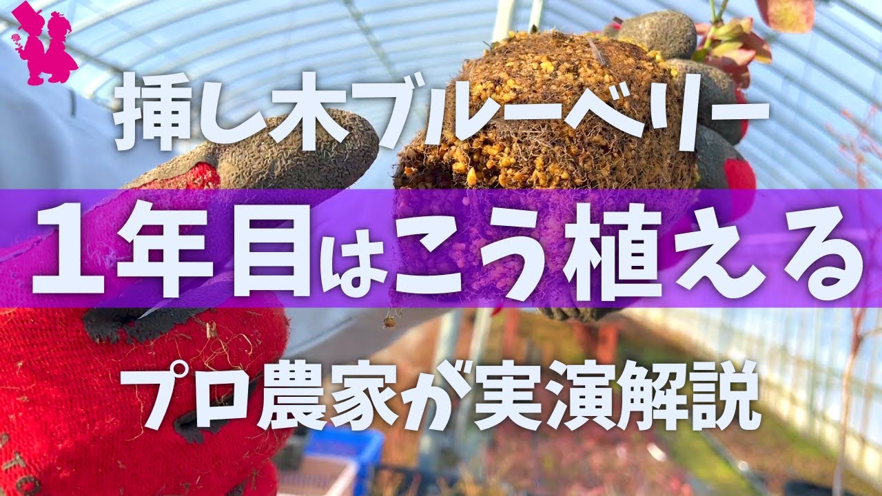 【簡単】ブルーベリーの挿し木苗 最初の植え方をプロが実演解説します