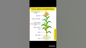 Biology shorts Corn plant morphology | corn plants parts | corn plant labelled diagram