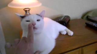 Download lagu Il allume sa le en touchant le nez de son chat Il allume sa le en touchant le nez de son chat