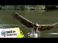 Steinadler bei OLI's Wilde Welt | SWR Kindernetz