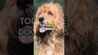 Top 5 Rare Dog Breeds In the world  #dog #doglover #dogknowledge #ytshorts #dogbreeds