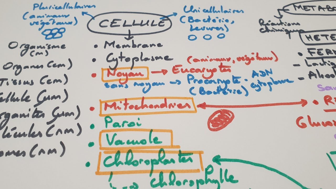 [eSVT] Carte mentale "Cellule"