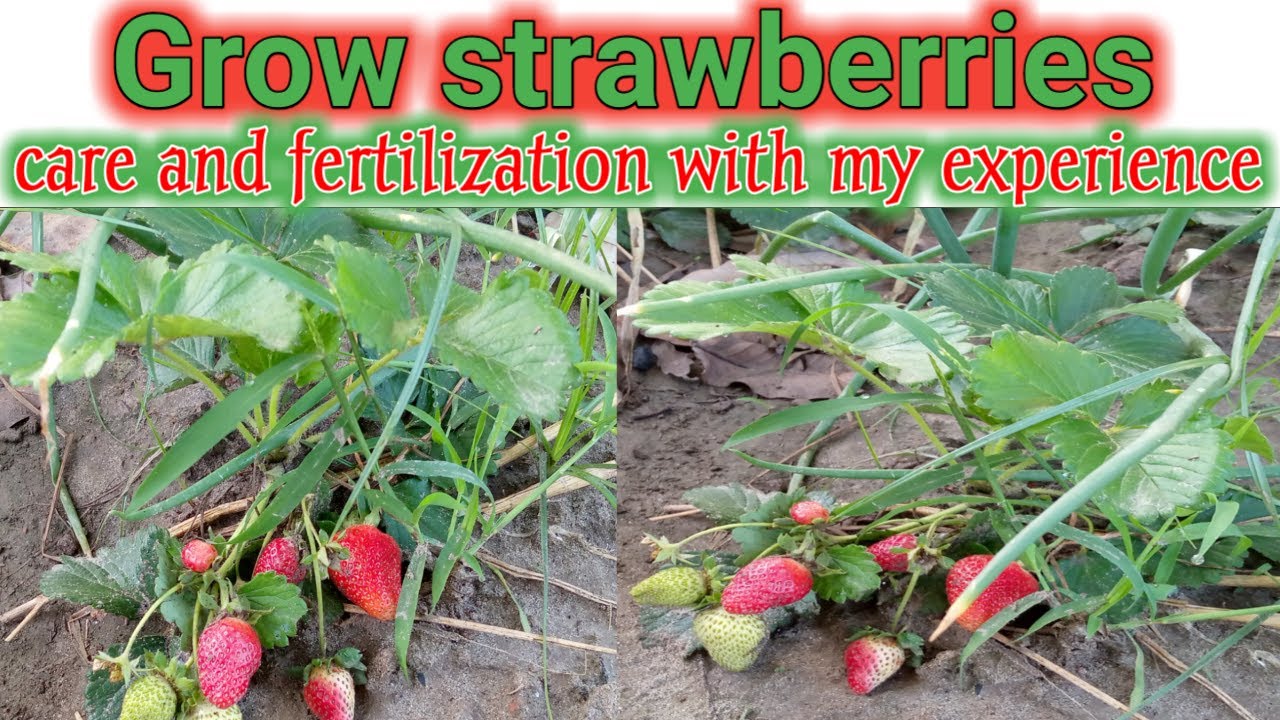 Grow strawberry plant & care at home/Best fertilizer for strawberry