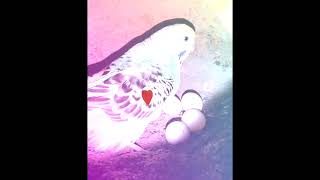 My. Budgies Birds First Time Eggs ?#sorts #like #subscribe ️️