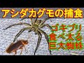 アシダカグモの捕食映像～日本最大級の巨大蜘蛛がゴキブリを食べて満腹太り～