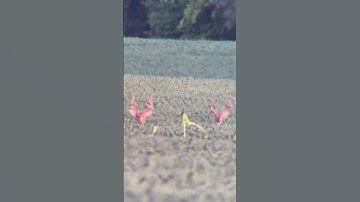 Whitetail Bucks Grazing in Soybean Field 🌿🦌