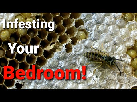 Can Wasps Build A Nest In Bathroom Vent?