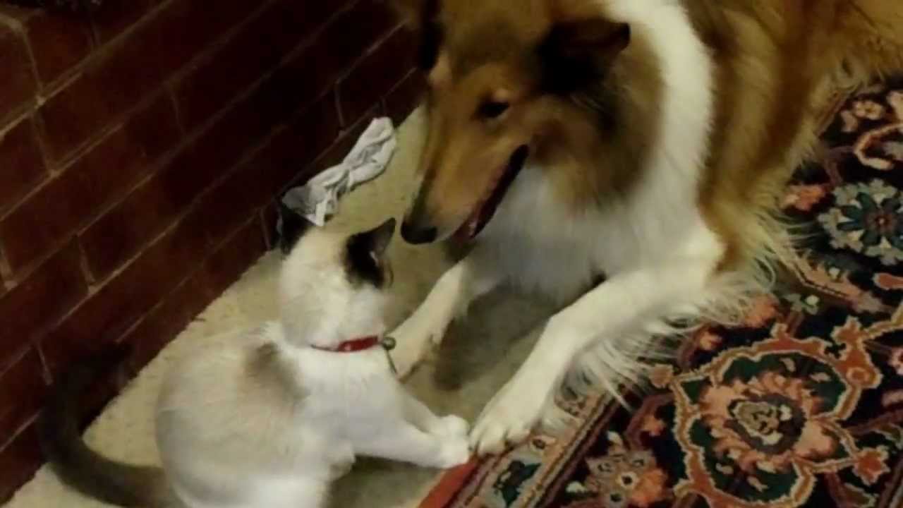 do collies get along with cats