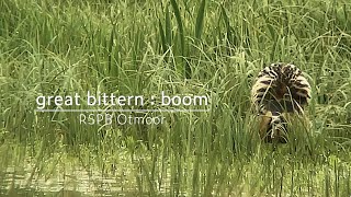 Bittern : boom (song) : RSPB Otmoor