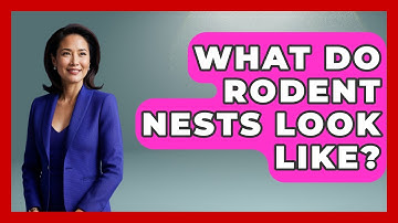 What Do Rodent Nests Look Like? - Insects and Invaders