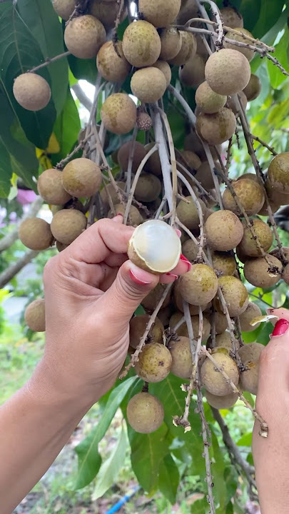 Download lagu Fres Longan #longan