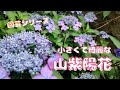 【山紫陽花】小さくて、綺麗で、可愛いい山紫陽花【園芸シリーズ】