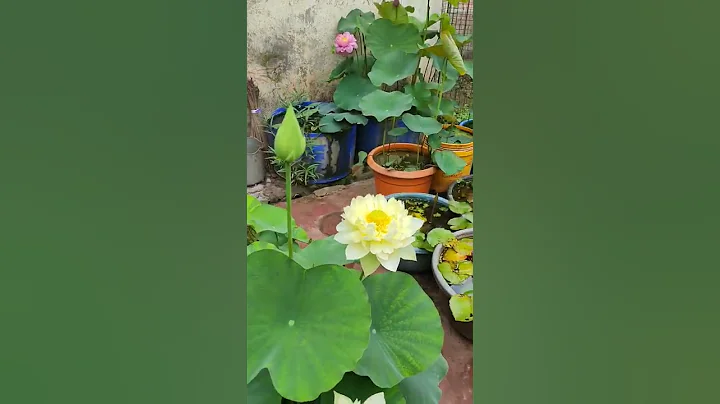 My Beautiful Home Lotus Garden with Lots of bird chirping. - DayDayNews