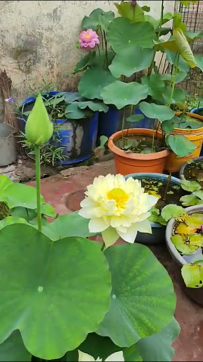 My Beautiful Home Lotus Garden with Lots of bird chirping.