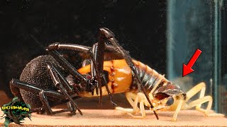 BLACK WIDOW and SCISSOR BUG - EPIC Encounter Between PREDATORS