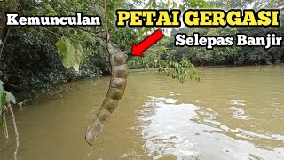 PETAI GERGASI ??? Buah menyerupai petai yang sangat besar dijumpai ditepi sungai...