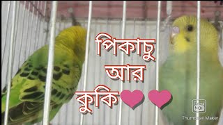 আমাদের নতুন পাখি।কুকি আর পিকাচু।our new birds.soo....cute. screenshot 4