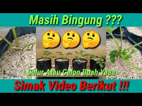 Video: Siderata (34 Foto): Mana Yang Lebih Baik Untuk Taman? Apa Itu? Alfalfa Untuk Stroberi Dan Lobak Minyak, Tanaman Lain. Bagaimana Cara Menabur Mereka?