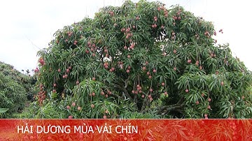 HẢI DƯƠNG MÙA VẢI CHÍN.