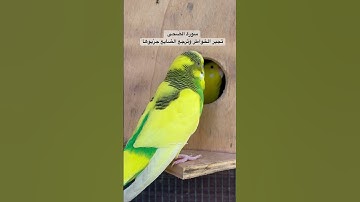 #سورة_الضحى #المعيقلي #قران_كريم #المصحف #العراق #طيور #امريكا #kuranıkerim #lovebirds #birds #iraq