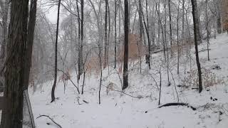 Caught on camera!! Large tree falling from ice 2/18/2021