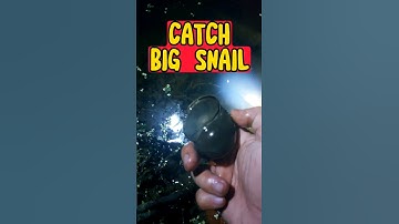 Về miền Tây bắt ốc bươu đen siêu to tại vườn nhà | Catch big snail in the garden #snail #ốc #shorts