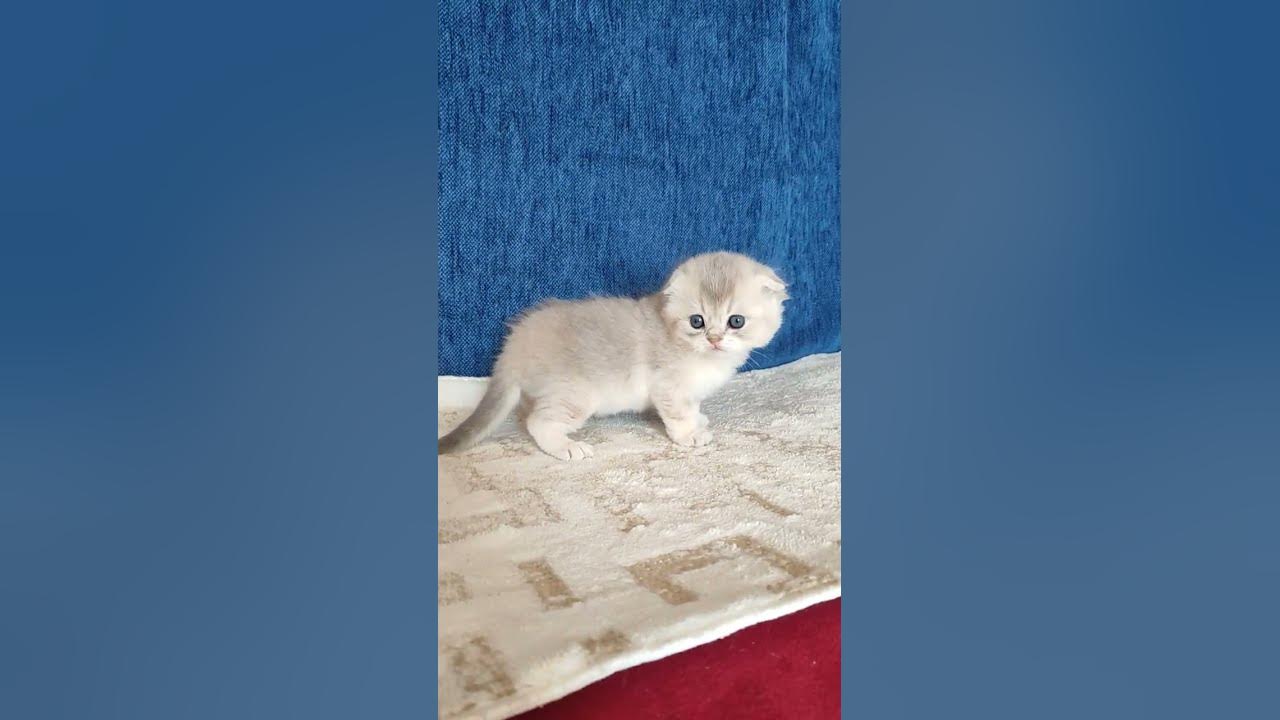 Котик фолд, голубой золотой - YouTube