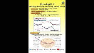 ✨Etymology12:Anticoding strand (noncoding strand; template strand)✨