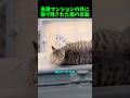 絶体絶命の場所に取り残されてしまった猫...