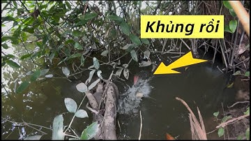 Câu Cá-Rô Đồng Phát Hiện Thêm 1 Ổ Cá Rô Khủng Luôn / lãng tử miền tây T7
