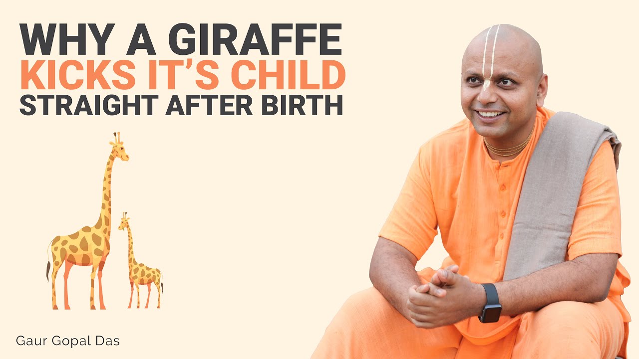 ⁣Why a giraffe KICKS it's CHILD straight after birth by Gaur Gopal das