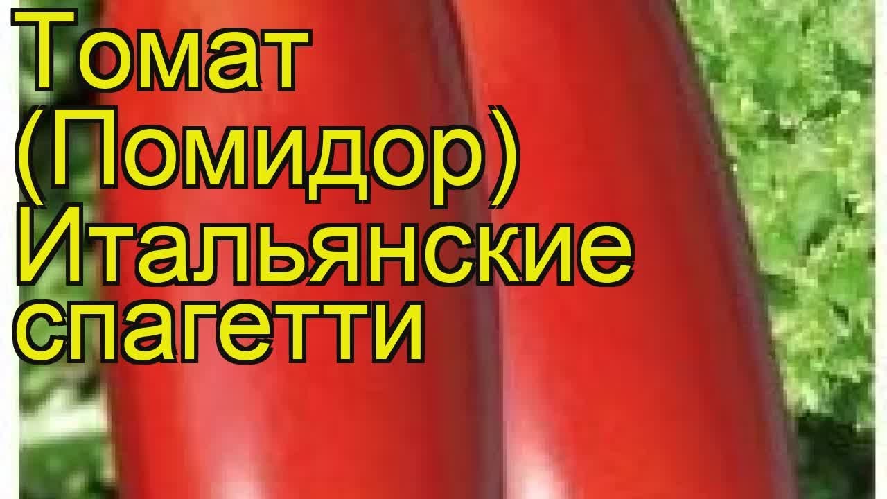 Томаты сорта спагетти. Томат итальянские спагетти Сибирский сад. Помидоры сорт спагетти. Сорт томатов итальянские спагетти. Итальянские спагетти томат описание.