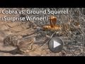 Cobra vs Ground Squirrel. Surprise Winner!