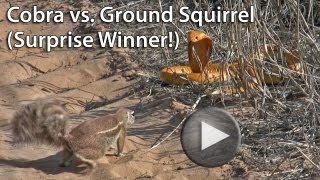 Cobra vs Ground Squirrel. Surprise Winner!